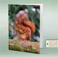 Ajándékkártya "mókus"