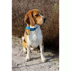 Canihunt nyakörv 25 x 650 mm, kék