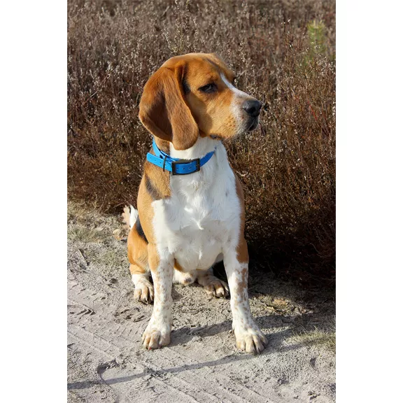 Canihunt nyakörv 25 x 650 mm, kék