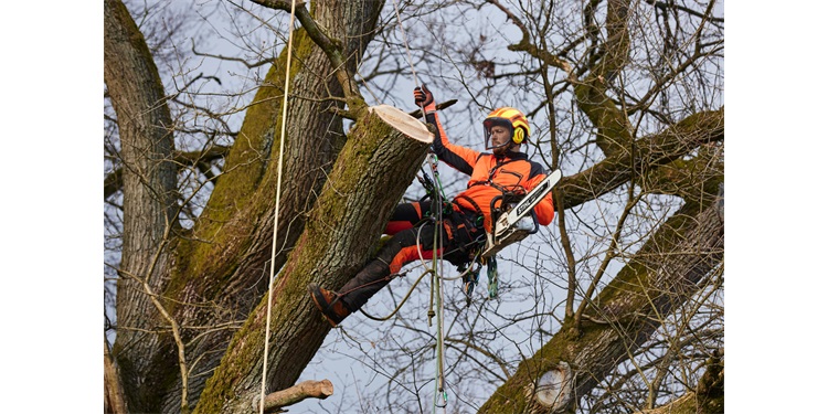 Faápolás és lakott területi favágás.