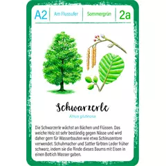 Moses Bäume kvartett kártyajáték (német nyelvű)