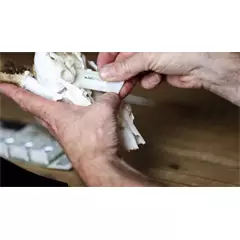 Őz trófea rögzítő, 5 db