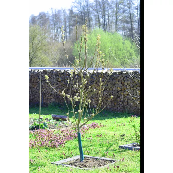 RAINBOW védőspirál 100 PVC Recycling, zöld, 60 cm