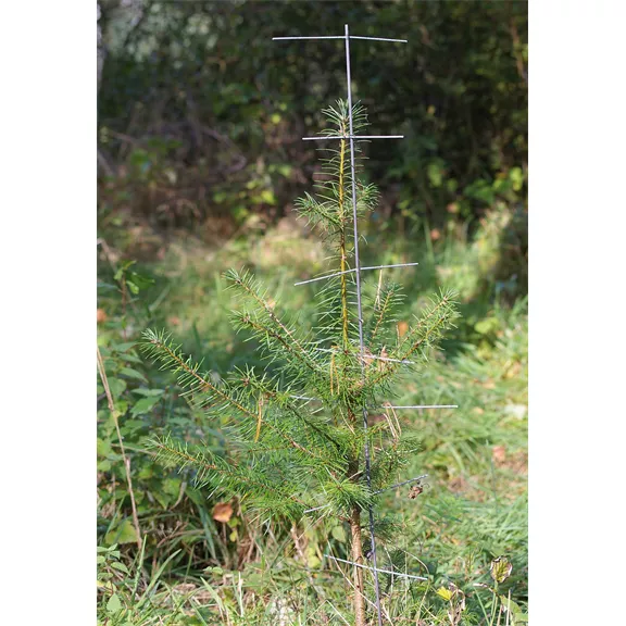 Tövisfa, 120 cm, 4,0 mm átm. 8 ág, 100 db
