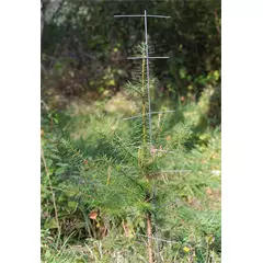 Tövisfa, 120 cm, 4,0 mm átm. 8 ág, 100 db