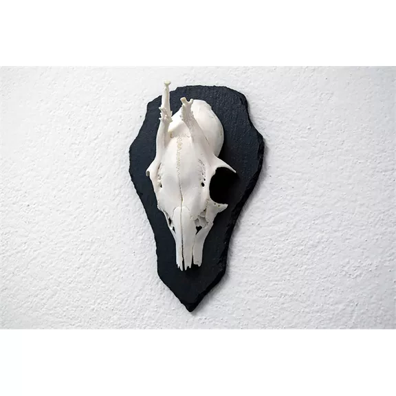 Trófea alátét Őzbak, palakőzetből, L méret, 22,5 x 14 cm