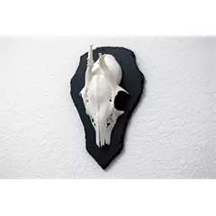 Trófea alátét Őzbak, palakőzetből, L méret, 22,5 x 14 cm