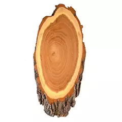 Trófea alátét akácfából őzbak agancshoz, 19-21 cm hosszú