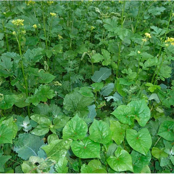 Vetőmag: speciális keverék