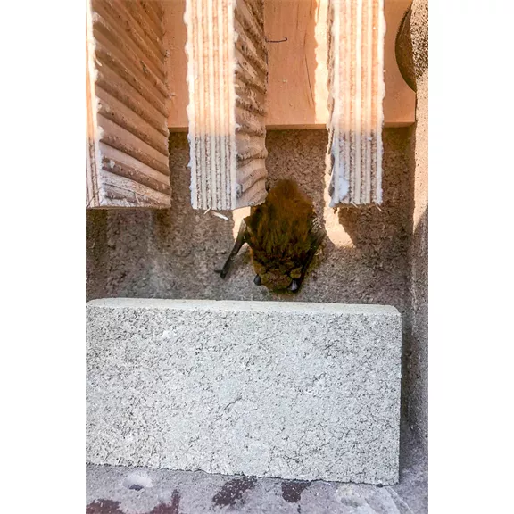 Vivara fabeton triplafakkos denevérodú