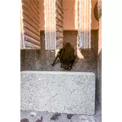 Vivara fabeton triplafakkos denevérodú