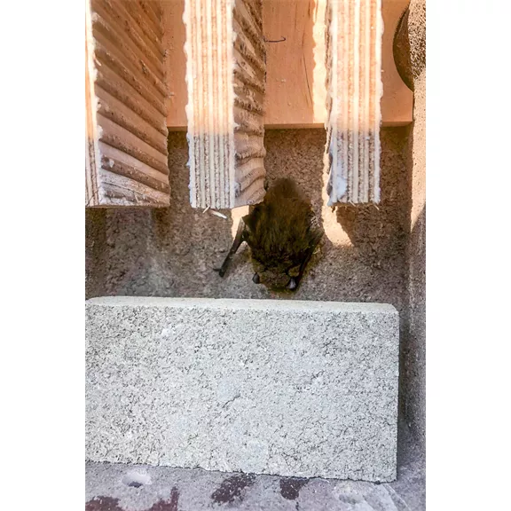 Vivara fabeton triplafakkos denevérodú