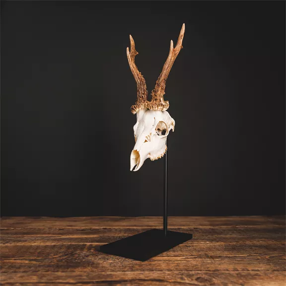 Waidmetall Őz trófeatalp