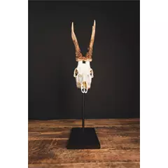 Waidmetall Őz trófeatalp