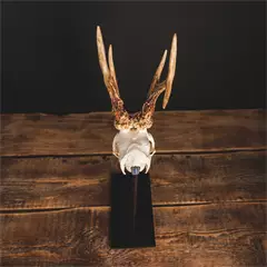 Waidmetall Őz trófeatalp