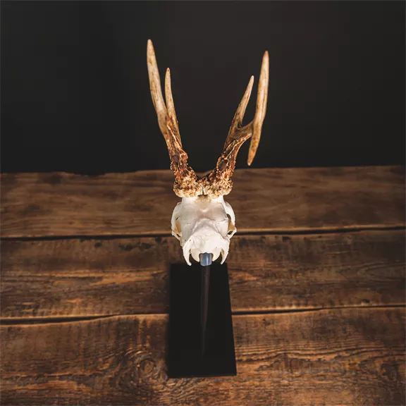 Waidmetall Őz trófeatalp