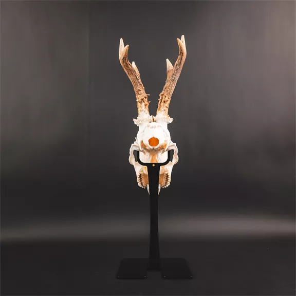 Waidmetall Őz trófeatalp (Slim változat)