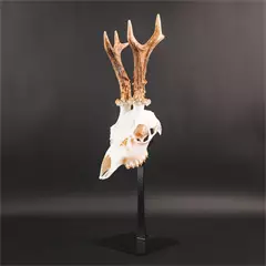 Waidmetall Őz trófeatalp (Slim változat)