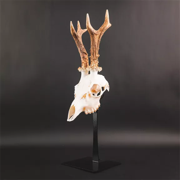 Waidmetall Őz trófeatalp (Slim változat)