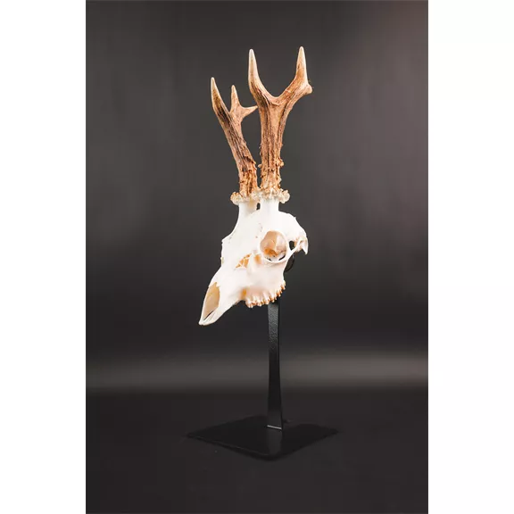 Waidmetall Őz trófeatalp (Slim változat)