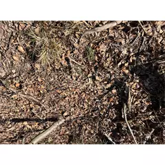 Wildlutscher Magic Boilies vadcsalogató, Dög aroma. Vaddisznóknak és ragadozóknak.