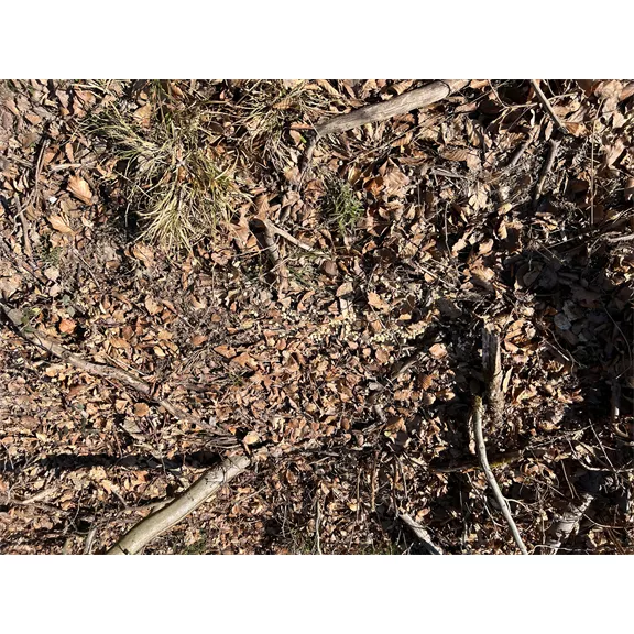 Wildlutscher Magic Boilies vadcsalogató, Dög aroma. Vaddisznóknak és ragadozóknak.
