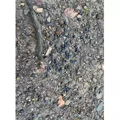 Wildlutscher Turbo Mais Boilies vadcsalogató, 3kg