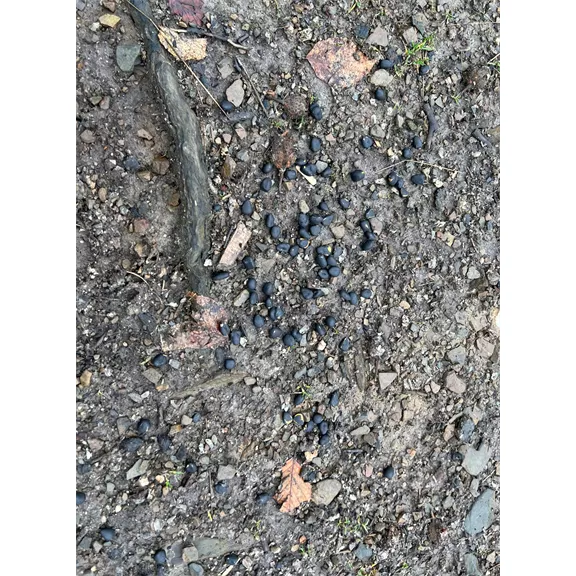 Wildlutscher Turbo Mais Boilies vadcsalogató, 3kg