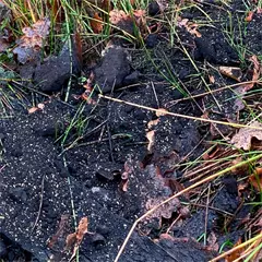 Wildlutscher vaddisznó csalogató por