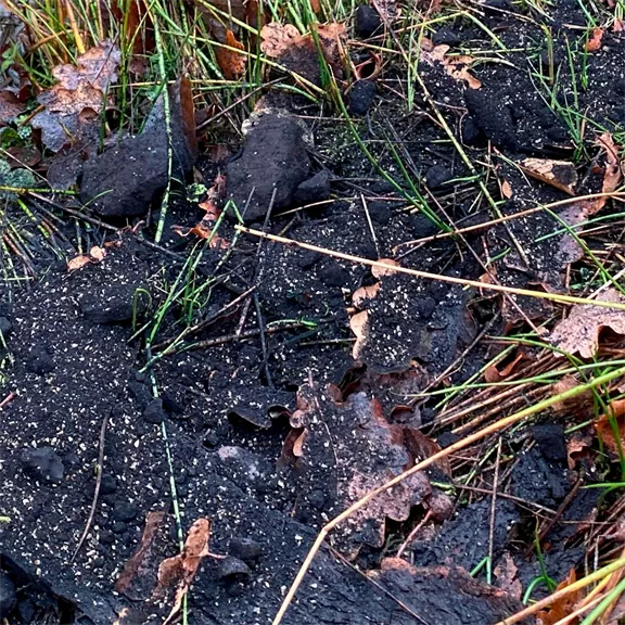Wildlutscher vaddisznó csalogató por